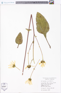 Helianthus atrorubens image