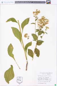 Parthenium integrifolium image