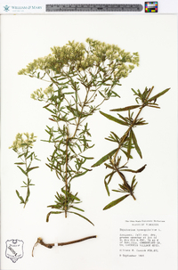 Eupatorium hyssopifolium image