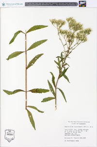 Eupatorium leucolepis image