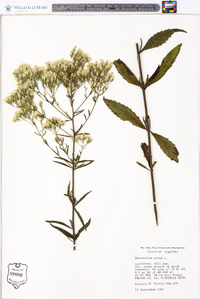 Eupatorium album image