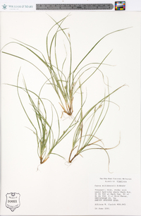 Carex willdenowii image