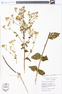 Ageratina aromatica image