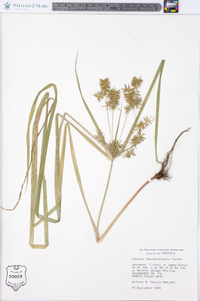 Cyperus lancastriensis image