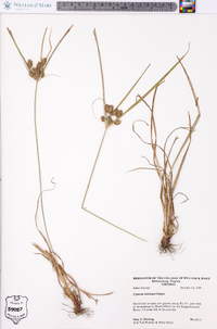 Cyperus retrorsus image