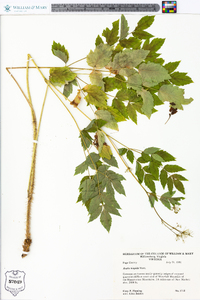 Aralia hispida image