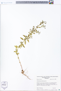 Trichostema dichotomum image