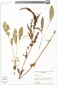 Rumex altissimus image