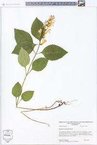 Scutellaria serrata image