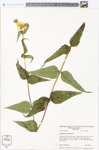 Helianthus divaricatus image