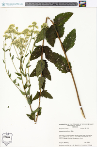 Eupatorium pilosum image