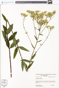 Eupatorium album image