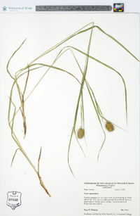 Carex squarrosa image