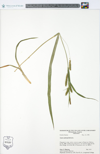 Carex scabrata image