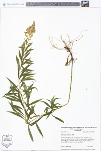 Solidago sempervirens image