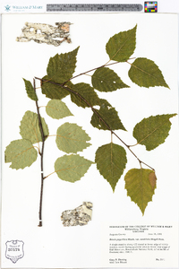 Betula papyrifera image