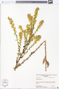 Solidago bicolor image