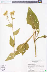 Parthenium integrifolium image