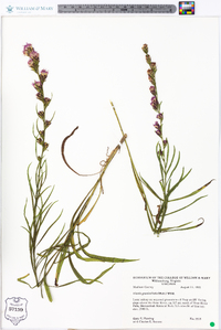 Liatris graminifolia image