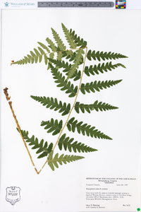 Dryopteris celsa image