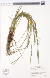 Carex virescens image