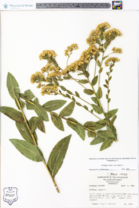 Solidago rigida image