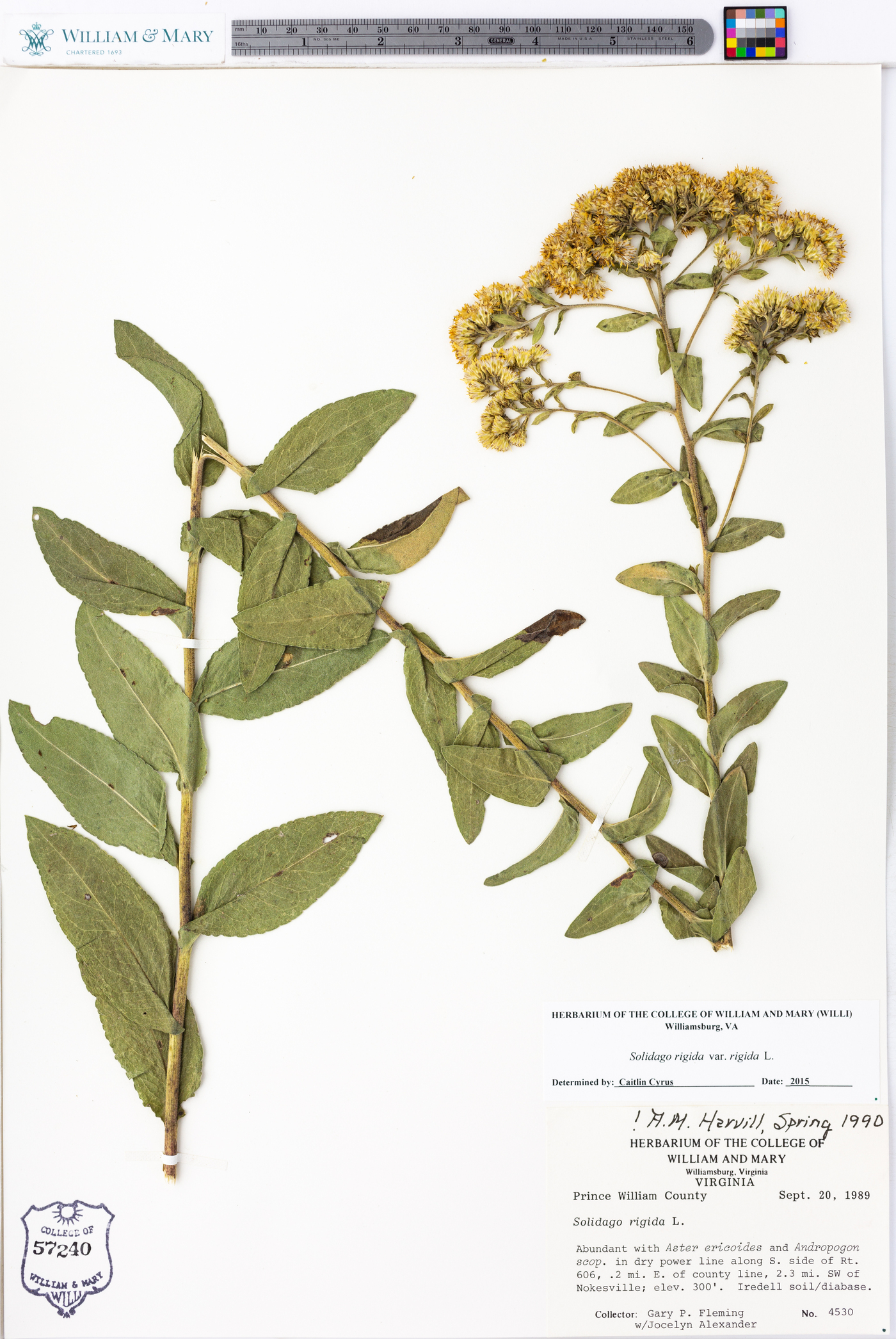 Solidago rigida var. rigida image