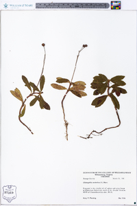 Chimaphila umbellata image