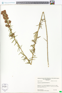 Lespedeza angustifolia image