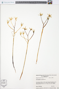 Ornithogalum umbellatum image