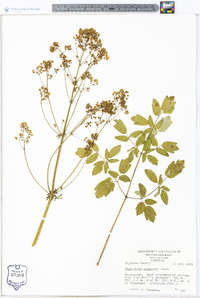 Thalictrum pubescens image