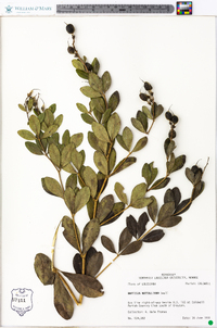 Baptisia nuttalliana image