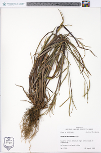 Paspalum boscianum image