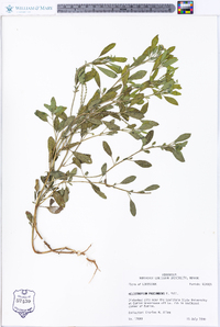 Heliotropium procumbens image