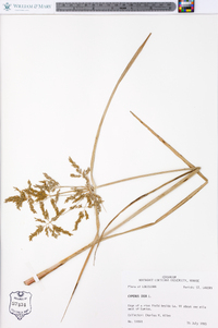 Cyperus iria image