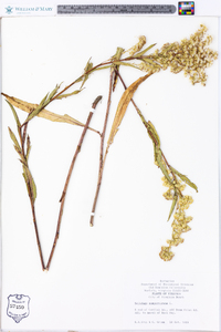 Solidago sempervirens image