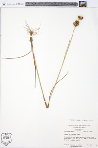 Juncus scirpoides image