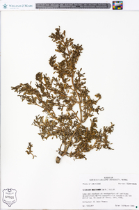 Sesuvium maritimum image