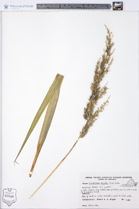 Echinochloa walteri image