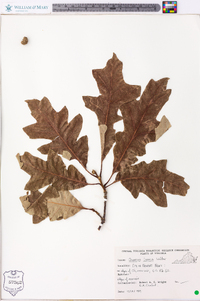 Quercus lyrata image