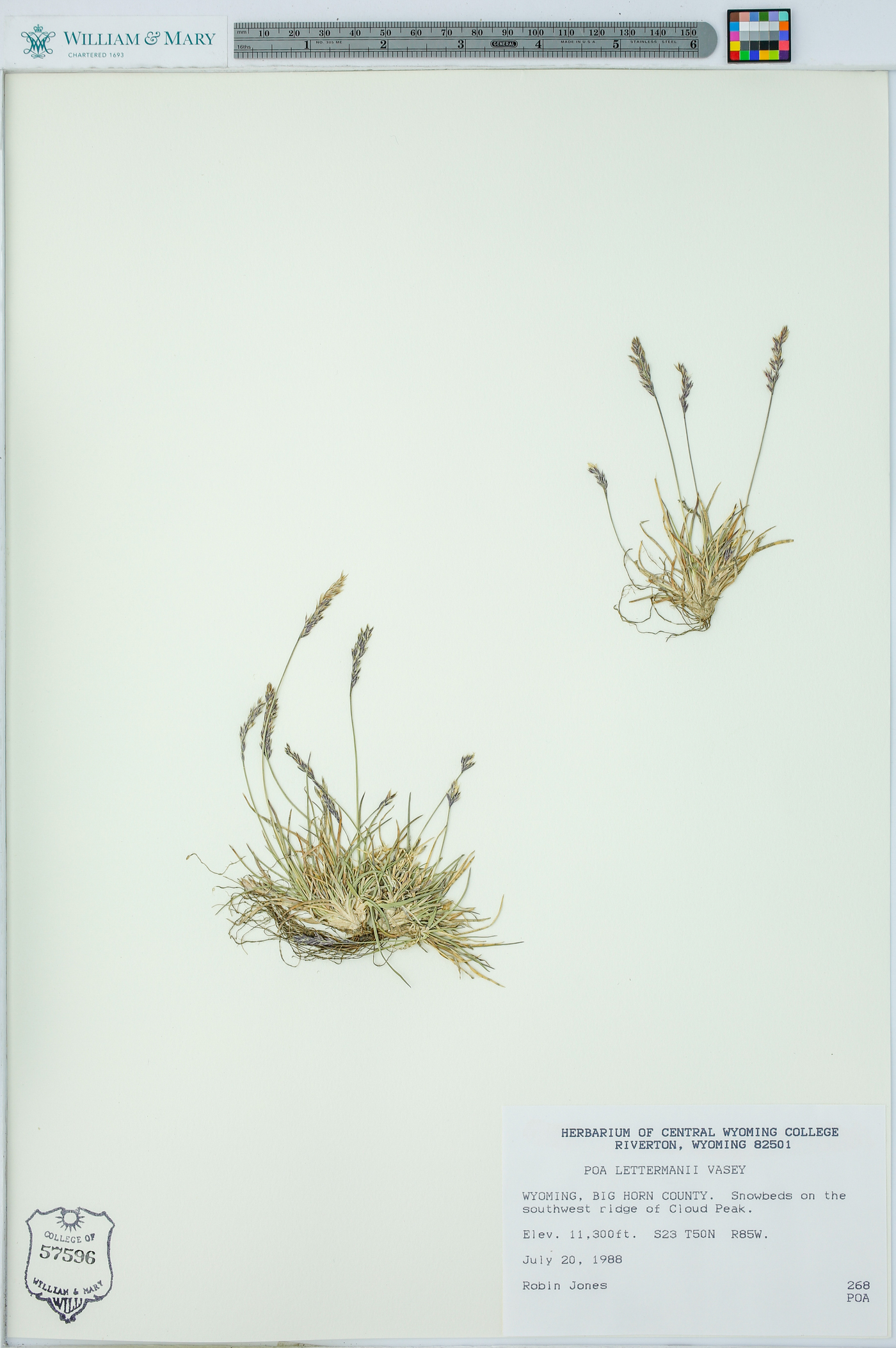 Poa lettermanii image