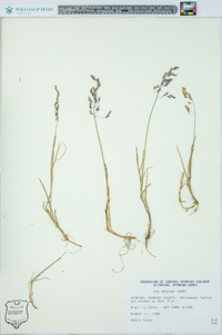 Poa grayana image