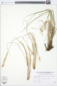 Leucopoa kingii image