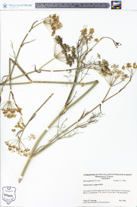 Foeniculum vulgare image