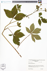 Sanicula trifoliata image