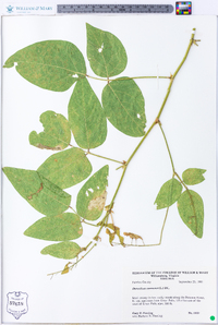 Desmodium canescens image