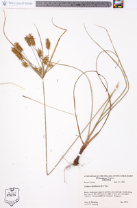 Cyperus retrofractus image