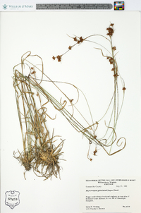 Rhynchospora globosa image