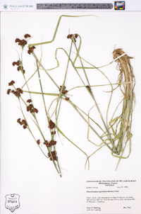 Rhynchospora capitellata image