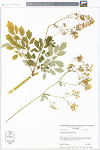 Thalictrum pubescens image